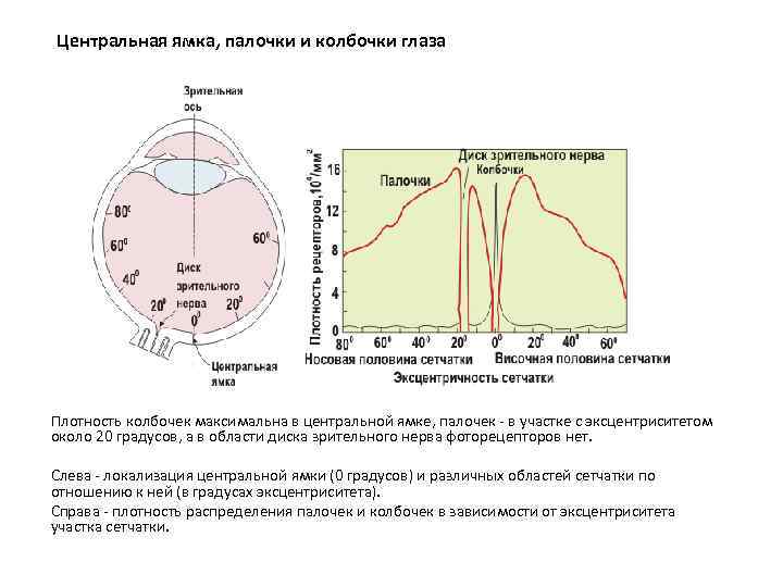 Центральная ямка, палочки и колбочки глаза Плотность колбочек максимальна в центральной ямке, палочек -