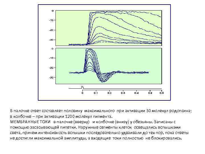 В палочке ответ составляет половину максимального при активации 30 молекул родопсина; в колбочке –