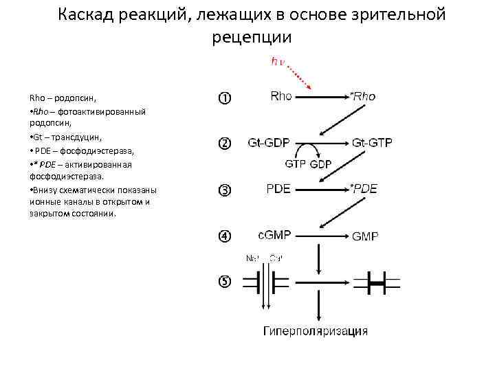 Каскад реакций, лежащих в основе зрительной рецепции Rho – родопсин, • Rho – фотоактивированный