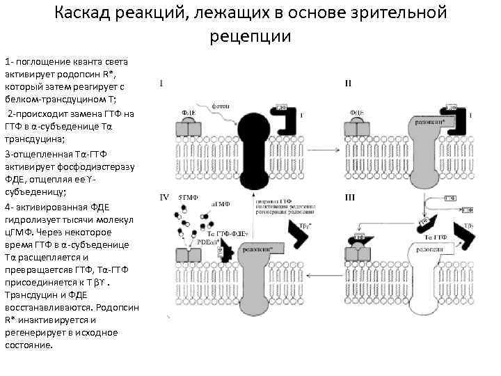 Каскад реакций, лежащих в основе зрительной рецепции 1 - поглощение кванта света активирует родопсин