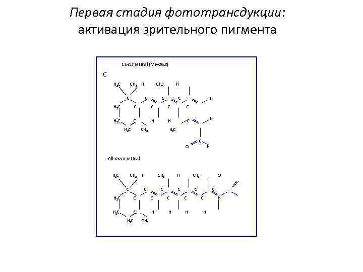 Первая стадия фототрансдукции: активация зрительного пигмента 11 -cis retinal (Mr=268) C H 3 C