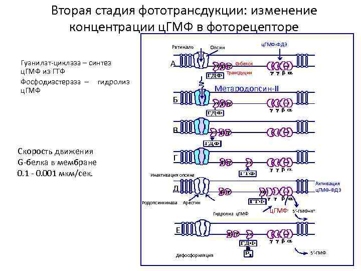 Вторая стадия фототрансдукции: изменение концентрации ц. ГМФ в фоторецепторе Ретиналь Гуанилат-циклаза – синтез ц.