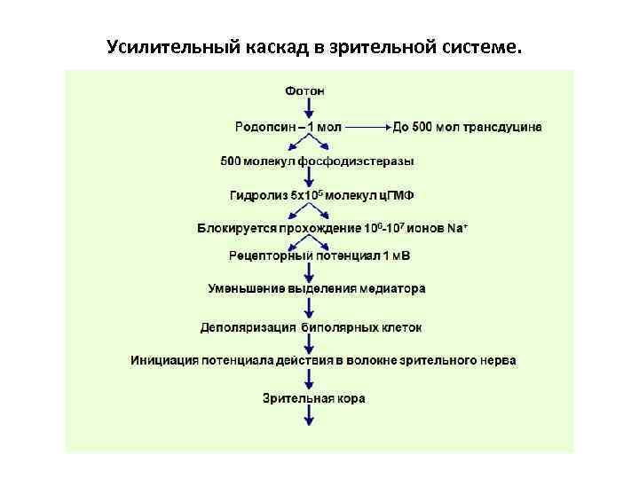 Усилительный каскад в зрительной системе. 