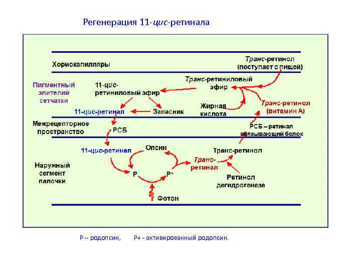 Схема фотохимического зрительного цикла