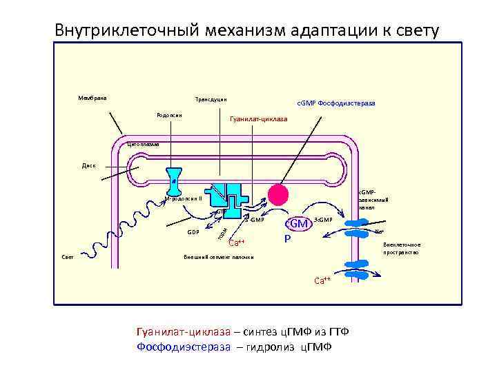 Внутриклеточный механизм адаптации к свету Мембрана Трансдуцин Родопсин c. GMP Фосфодиэстераза Гуанилат-циклаза Цитоплазма Диск