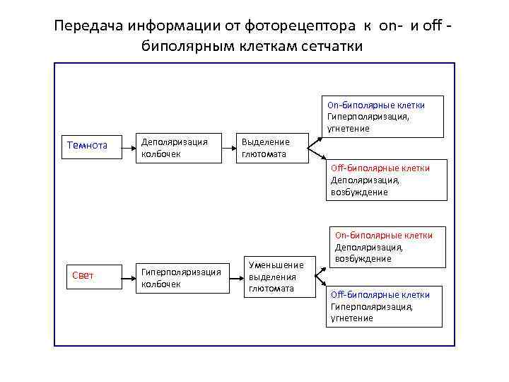 Передача информации от фоторецептора к on- и off - биполярным клеткам сетчатки On-биполярные клетки
