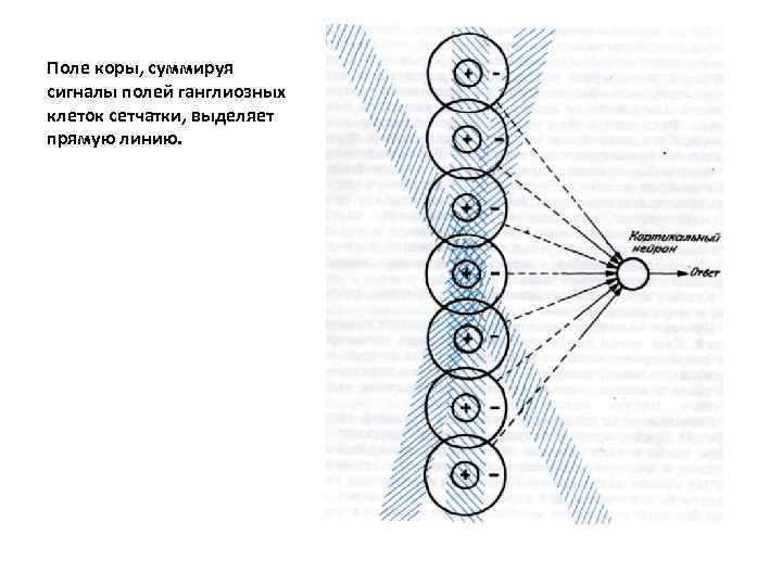 Поле коры, суммируя сигналы полей ганглиозных клеток сетчатки, выделяет прямую линию. 
