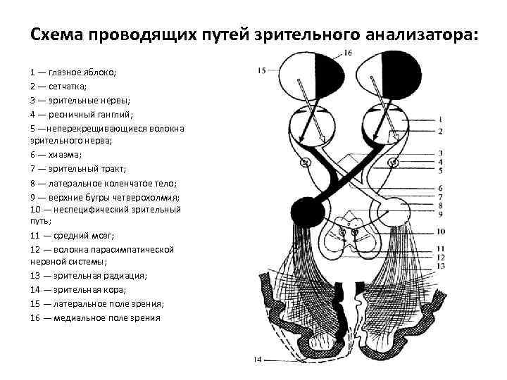 Зрительный нерв функции