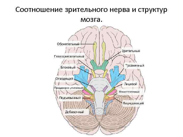 Соотношение зрительного нерва и структур мозга. 
