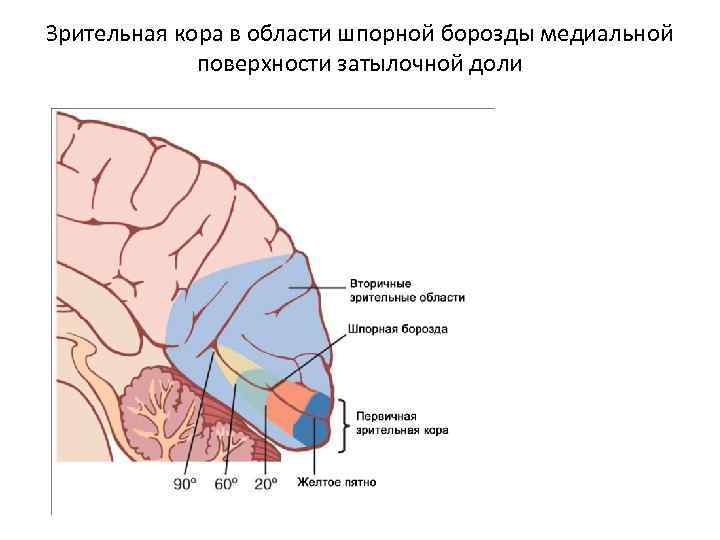 Зрительная зона коры расположена. Шпорная борозда Зрительная кора. Шпорная борозда анализатор. Первичная и вторичная Зрительная кора. Вторичные проекционные зоны зрительной коры.