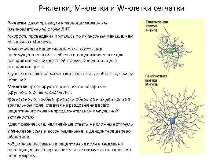 М клетки