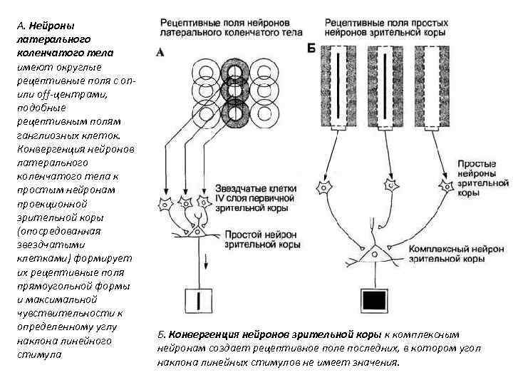 Рецептивное поле. Рецептивные поля нейронов зрительной коры. Рецептивные поля нейронов сетчатки. Зрительное рецептивное поле это.