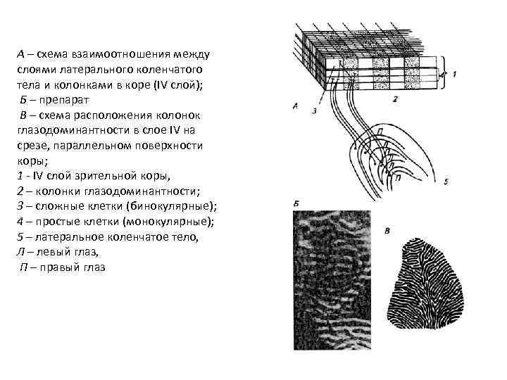 А – схема взаимоотношения между слоями латерального коленчатого тела и колонками в коре (IV