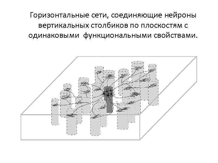 Горизонтальные сети, соединяющие нейроны вертикальных столбиков по плоскостям с одинаковыми функциональными свойствами. 