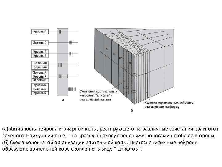 (а) Активность нейрона стриарной коры, реагирующего на различные сочетания красного и зеленого. Наилучший ответ