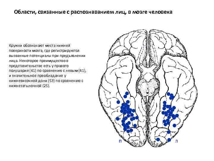 Области, связанные с распознаванием лиц, в мозге человека Кружки обозначают места нижней поверхности мозга,