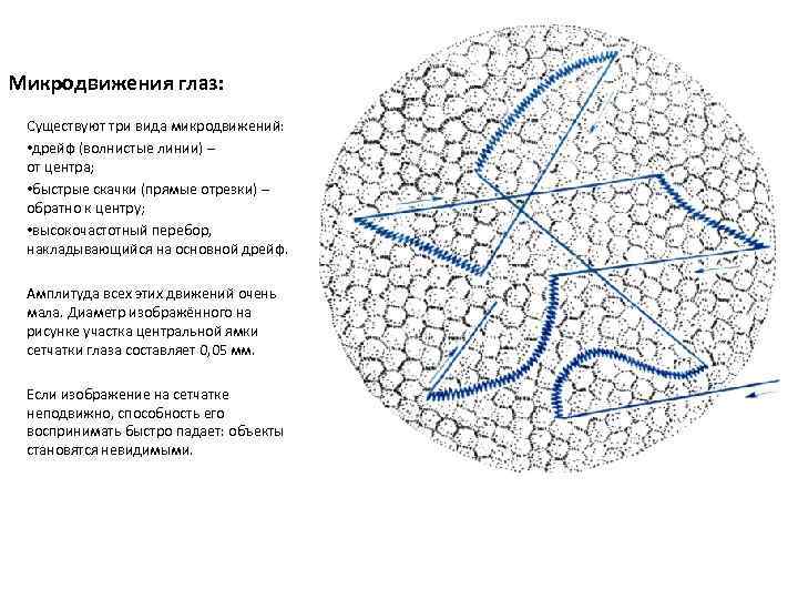 Микродвижения глаз: Существуют три вида микродвижений: • дрейф (волнистые линии) – от центра; •