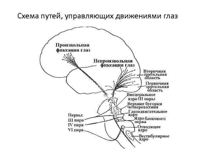 Ход глазодвигательного нерва схема