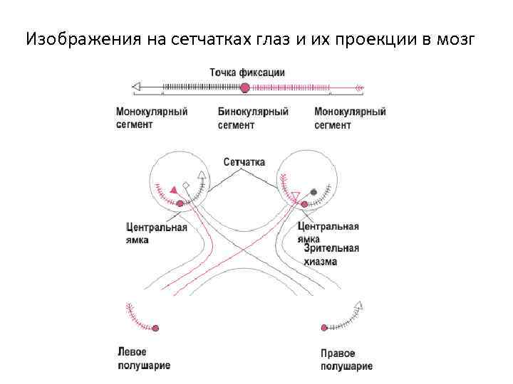 Изображения на сетчатках глаз и их проекции в мозг 
