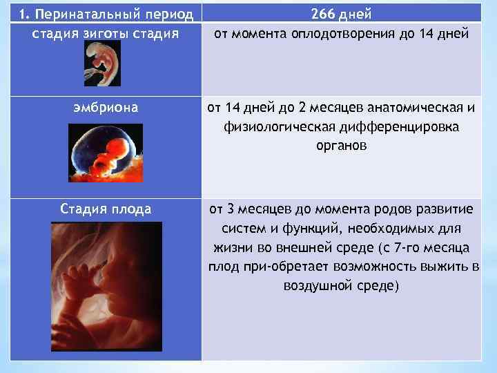 1. Перинатальный период стадия зиготы стадия 266 дней от момента оплодотворения до 14 дней