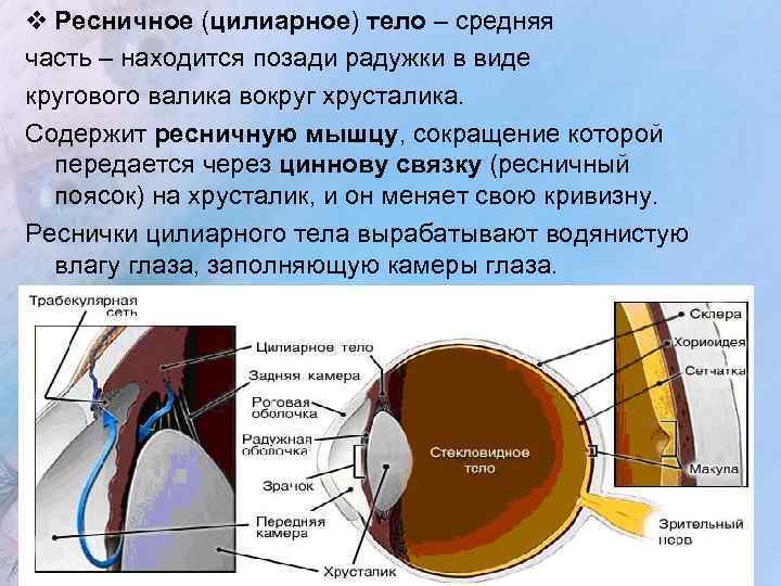Ресничная мышца глаза функции. Реснитчатое тело глаза строение. Сосудистая оболочка глаза ресничное тело. Строение цилиарного тела глаза. Ресничное тело глаза анатомия.