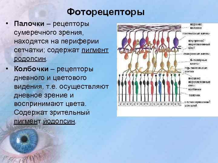 Фото определения 5