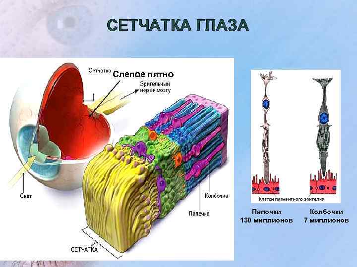 Цвета колбочек в глазу. Дальтонизм колбочки сетчатки. Дальтонизм колбочки и палочки. Сетчатка палочки и колбочки слепое пятно. Число колбочек и палочек сетчатки.