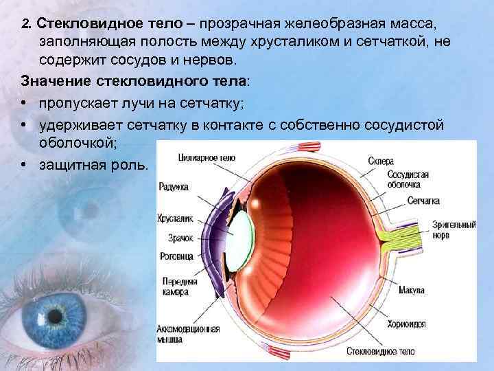 Фокусировку изображения обеспечивает хрусталик зрачок стекловидное тело