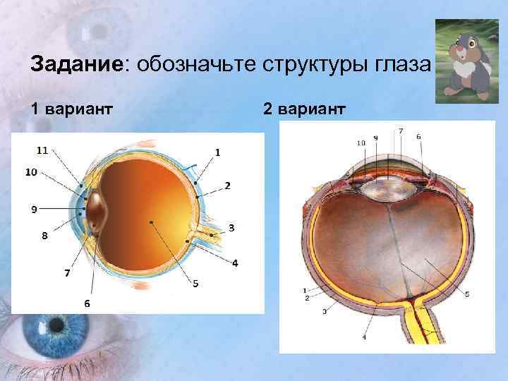 Какой цифрой на рисунке обозначена структура регулирующая количество света