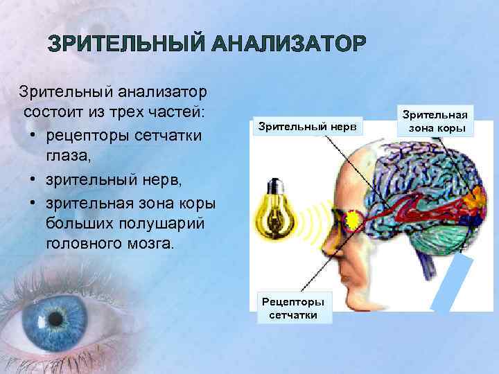 Уровни организации зрительного анализатора человека