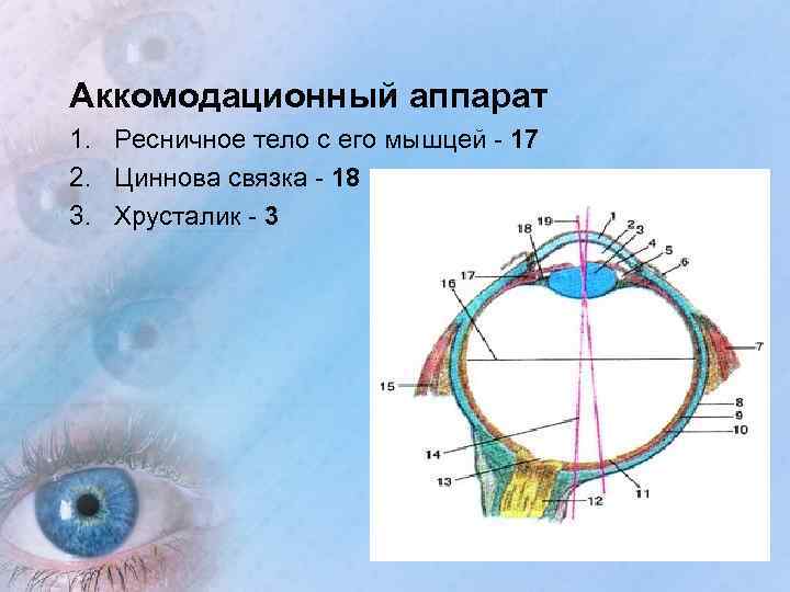 Схема аккомодационного рефлекса - 98 фото