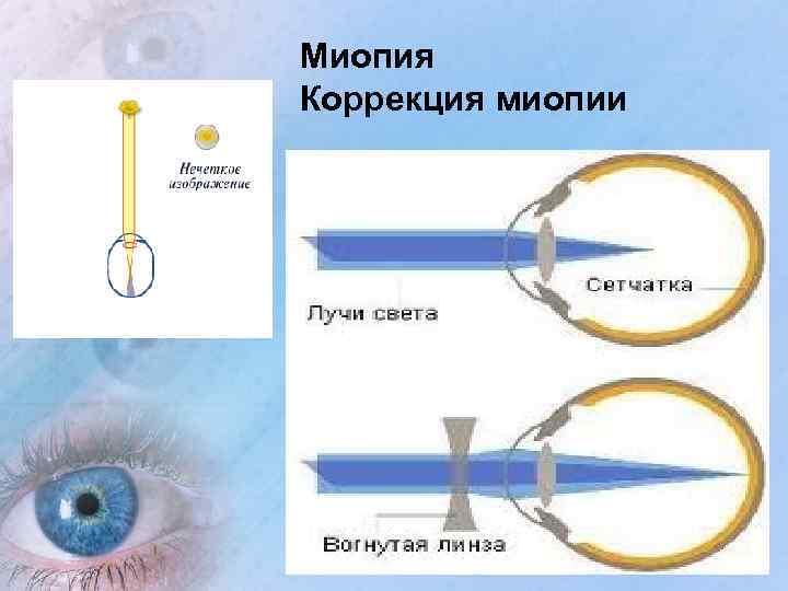 Характеристика органов чувств в свете учения об анализаторах общий план их строения