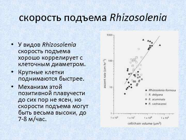 скорость подъема Rhizosolenia • У видов Rhizosolenia скорость подъема хорошо коррелирует с клеточным диаметром.