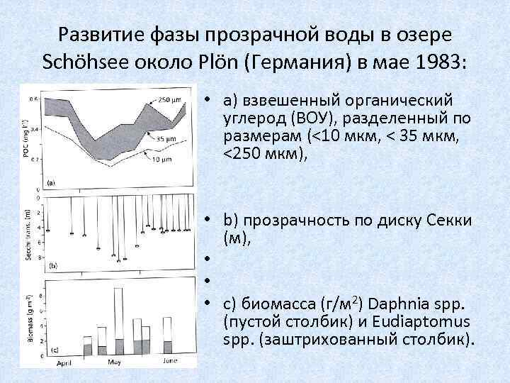 Развитие фазы прозрачной воды в озере Schöhsee около Plön (Германия) в мае 1983: •