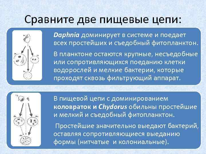 Сравните две пищевые цепи: Daphnia доминирует в системе и поедает всех простейших и съедобный