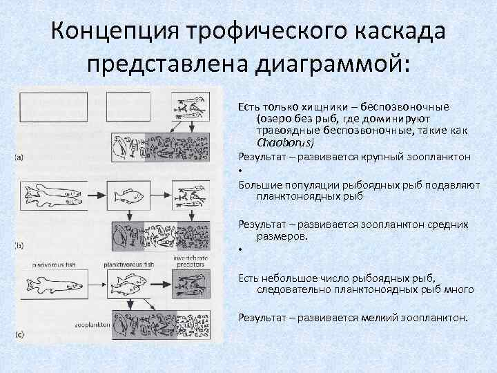 Концепция трофического каскада представлена диаграммой: Есть только хищники – беспозвоночные (озеро без рыб, где