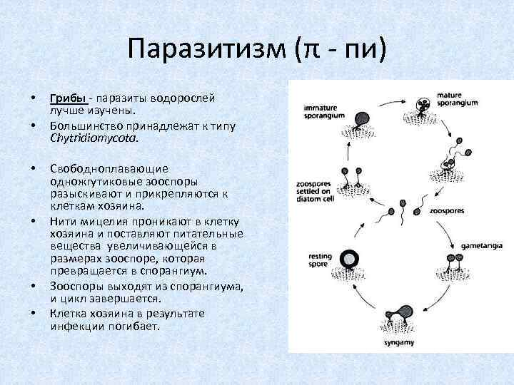 Паразитизм (π - пи) • • • Грибы - паразиты водорослей лучше изучены. Большинство