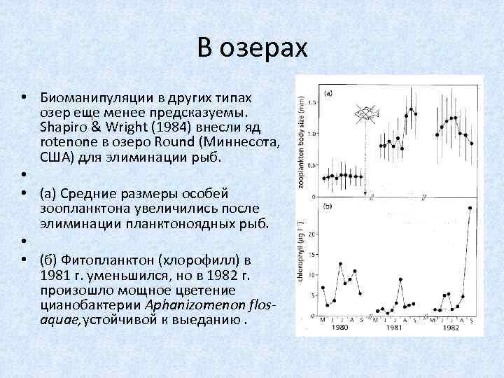 В озерах • Биоманипуляции в других типах озер еще менее предсказуемы. Shapiro & Wright