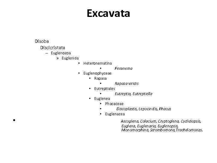 Excavata Disoba Discicristata – Euglenozoa » Euglenida • Heteronematina • Peranema • Euglenophyceae •