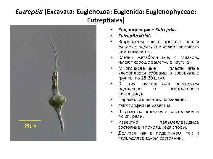 Eutreptia [Excavata: Euglenozoa: Euglenida: Euglenophyceae: Eutreptiales] • • • Род эвтрепция – Eutreptia viridis