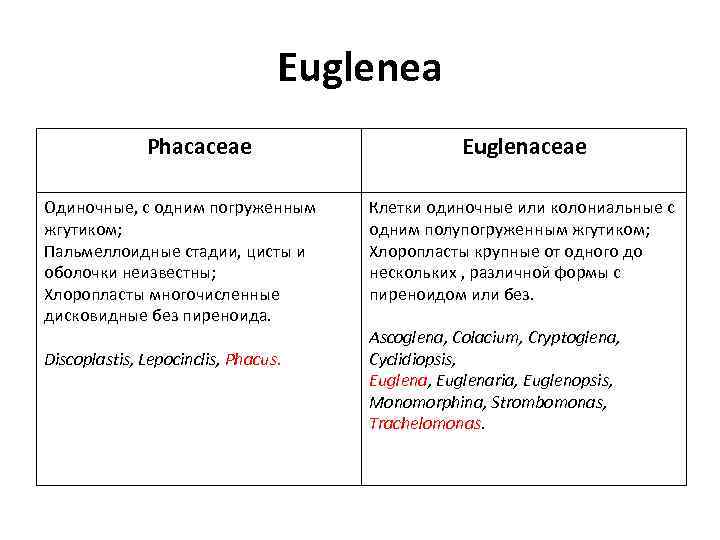 Euglenea Phacaceae Одиночные, с одним погруженным жгутиком; Пальмеллоидные стадии, цисты и оболочки неизвестны; Хлоропласты