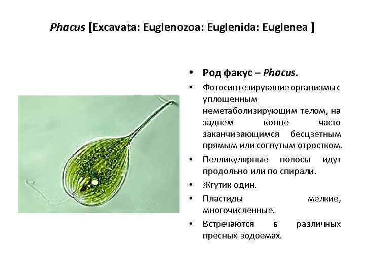 Phacus [Excavata: Euglenozoa: Euglenida: Euglenea ] • Род факус – Phacus. • • •