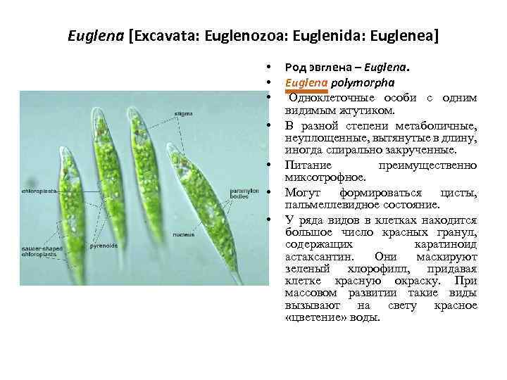 Euglena [Excavata: Euglenozoa: Euglenida: Euglenea] • • Род эвглена – Euglena polymorpha Одноклеточные особи