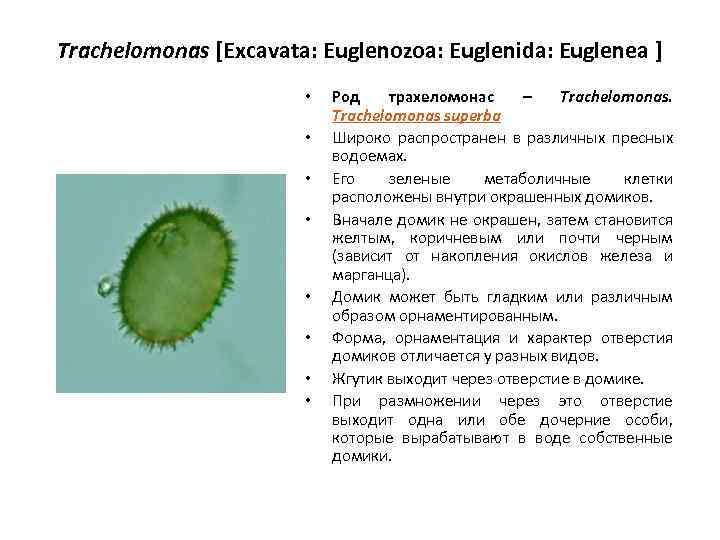 Trachelomonas [Excavata: Euglenozoa: Euglenida: Euglenea ] • • Род трахеломонас – Trachelomonas superba Широко