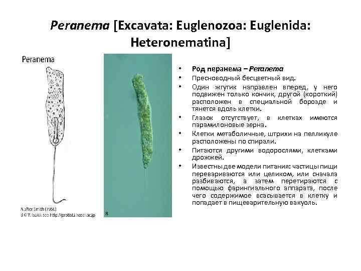 Peranema [Excavata: Euglenozoa: Euglenida: Heteronematina] • • Род перанема – Peranema Пресноводный бесцветный вид.