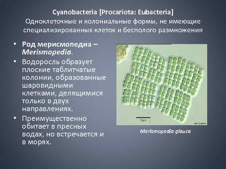 Cyanobacteria [Procariota: Eubacteria] Одноклеточные и колониальные формы, не имеющие специализированных клеток и бесполого размножения