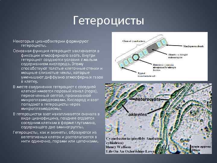 Гетероцисты Некоторые цианобактерии формируют гетероцисты. Основная функция гетероцист заключается в фиксации атмосферного азота. Внутри