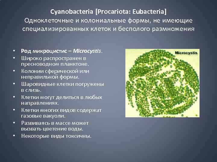 Что характерно для так называемого колониального типа. Синезелёные водоросли цианобактерии. Микроцистис водоросль. Синезеленые водоросли микроцистис. Цианобактерии одноклеточные водоросли.