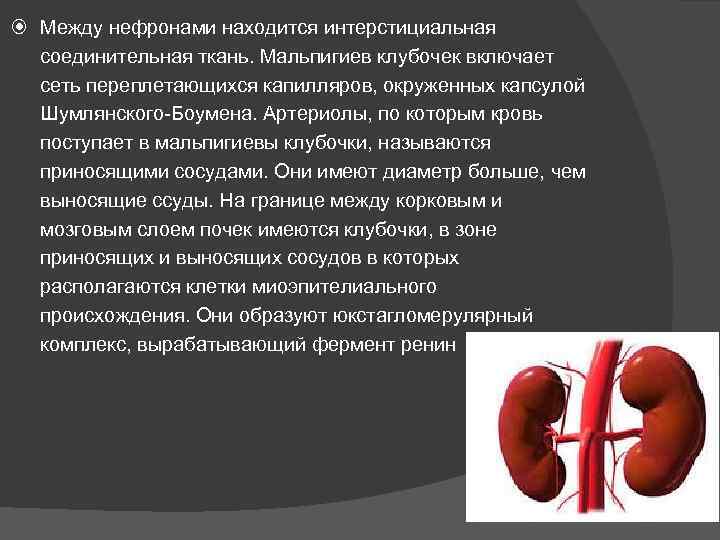 Между нефронами находится интерстициальная соединительная ткань. Мальпигиев клубочек включает сеть переплетающихся капилляров, окруженных