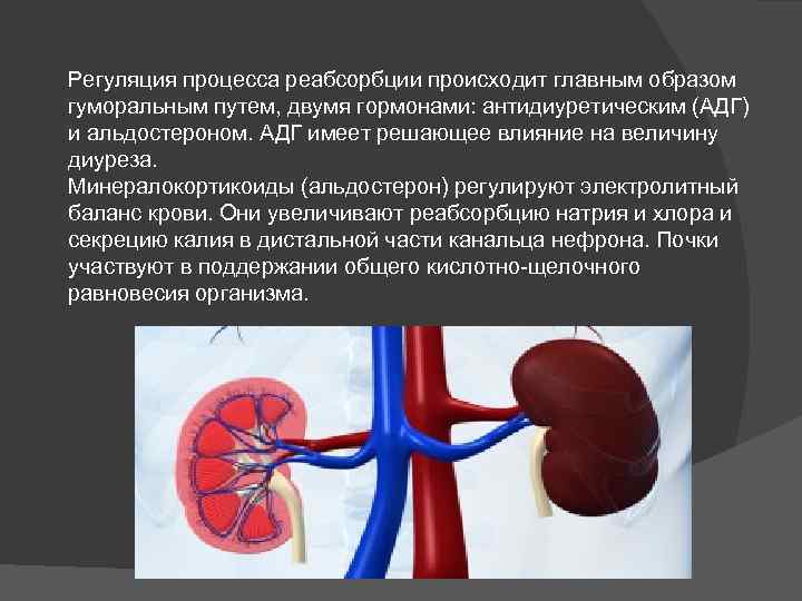 Регуляция процесса реабсорбции происходит главным образом гуморальным путем, двумя гормонами: антидиуретическим (АДГ) и альдостероном.